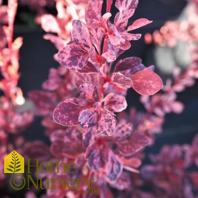 Berberis thunbergii 'Rose Glow'