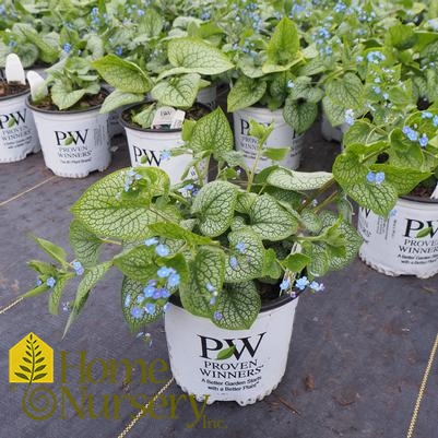 Brunnera macrophylla 'Jack of Diamonds'