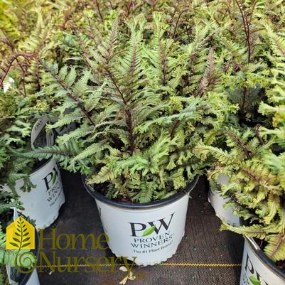 Athyrium niponicum 'Crested Surf'