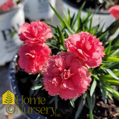 Dianthus x Fruit Punch® 'Classic Coral'