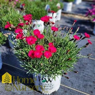 Dianthus x 'Paint the Town Red'