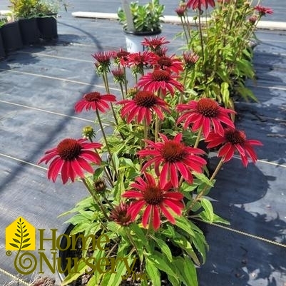 Echinacea x Sombrero® Baja Burgundy