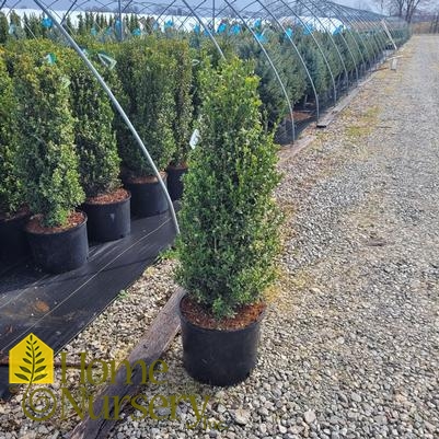 Buxus sempervirens 'Skywalker'