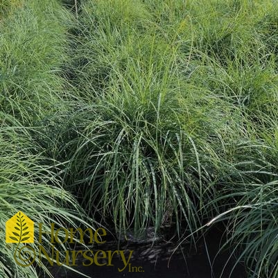 Carex flacca 'Blue Zinger'