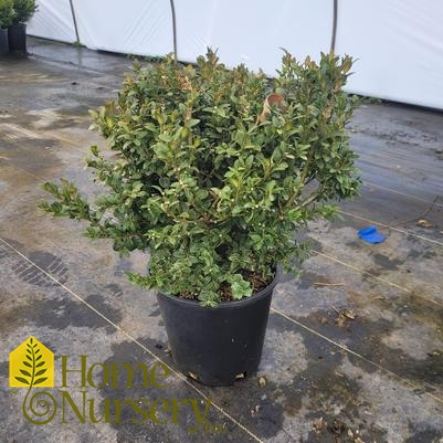 Buxus sempervirens 'Vardar Valley'