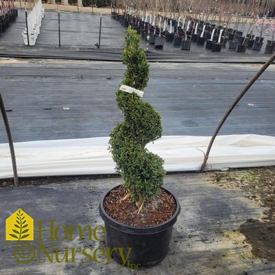 Buxus x 'Green Mountain' Spiral