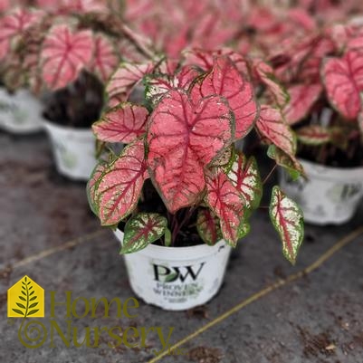 Caladium hortulanum Heart to Heart® 'Bottle Rocket'