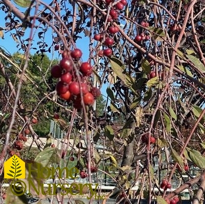 Malus x 'Royal Beauty'