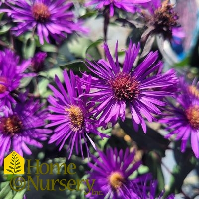 Symphyotrichum novae-angliae 'Purple Dome'