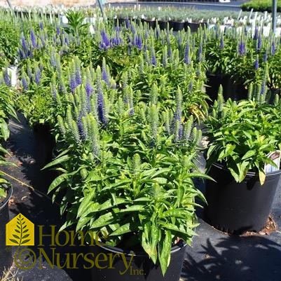 Veronica spicata 'Royal Candles'