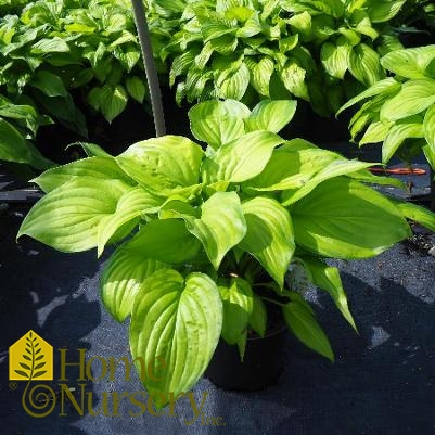 Hosta x 'Guacamole'