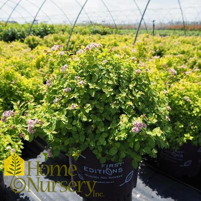 Spiraea x Sundrop™