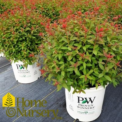 Spiraea japonica Double Play® Artisan®