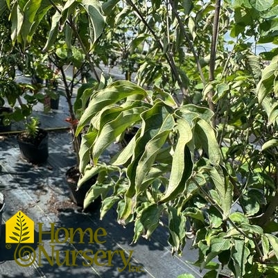 Cornus kousa Scarlet Fire®