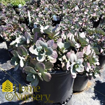 Sedum x Sunsparkler® 'Dazzleberry'