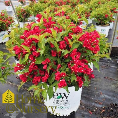 Weigela florida Sonic Bloom® Red