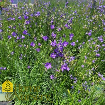 Campanula rotundifolia 