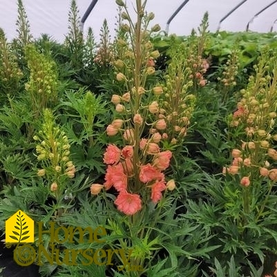 Delphinium x 'Red Lark'