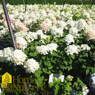 Hydrangea paniculata Fire Light®