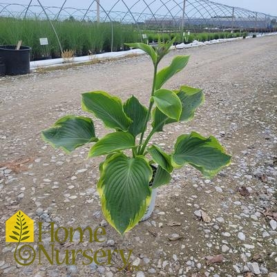 Hosta x Shadowland® 'Wu-La-La'