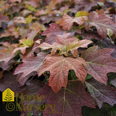 Hydrangea quercifolia 'Alice'