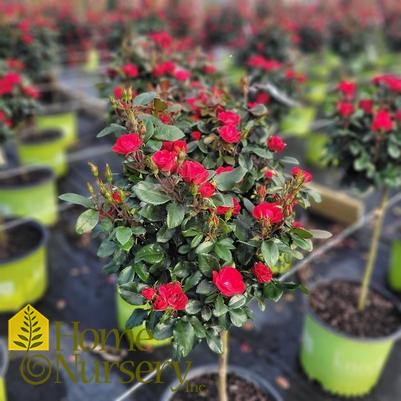 Rosa x Petite Knock Out® Tree