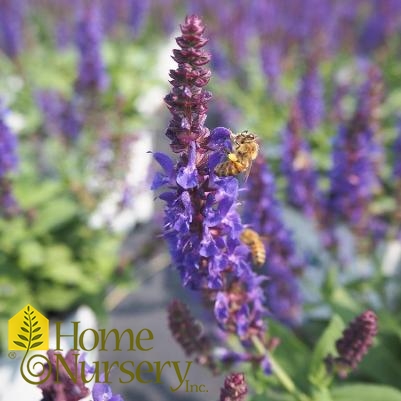 Salvia nemerosa 'Violet Profusion'