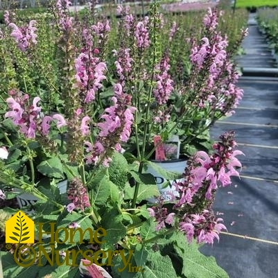 Salvia nemerosa Color Spires® Pink Dawn