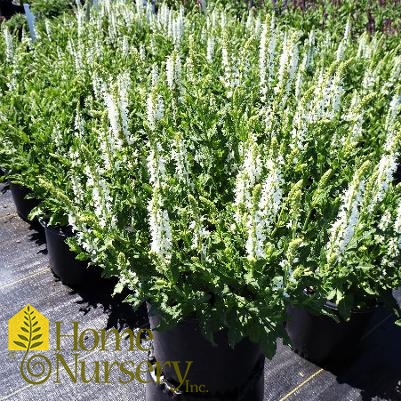 Salvia nemerosa Lyrical™White