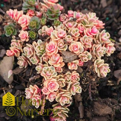 Sedum x Rock 'n Grow® 'Boogie Woogie'