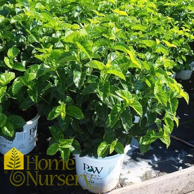 Viburnum dentatum All That Glitters®