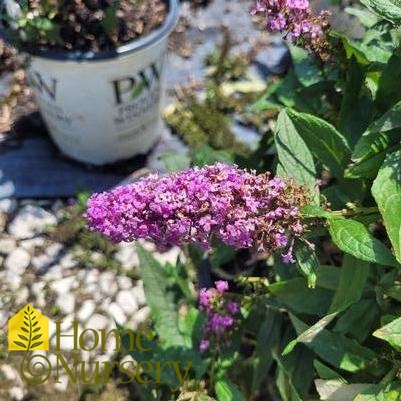 Buddliea x Pugster Periwinkle®