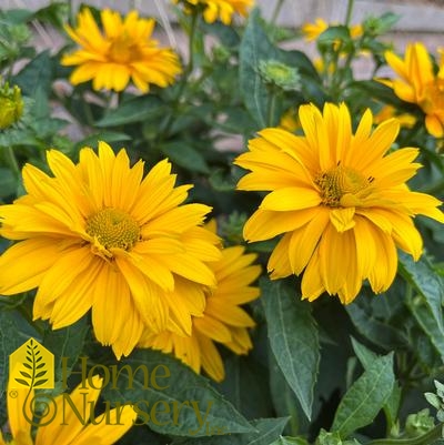 Heliopsis helianthoides Tuscan Gold™