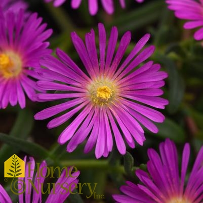 Delosperma x Ocean Sunset™ Violet