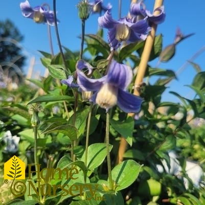 Clematis x 'Stand By Me'