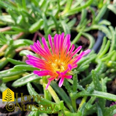 Delosperma x Ocean Sunset™ Orange Glow