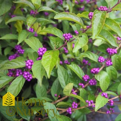 Callicarpa dichotoma 'Early Amethyst'