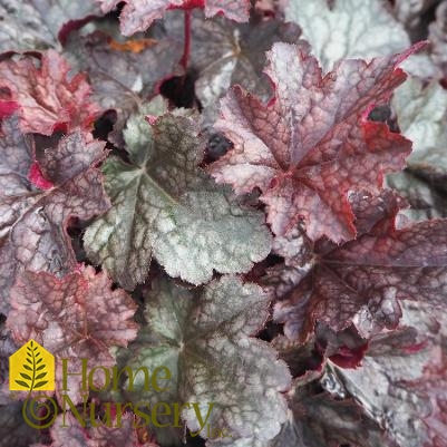 Heuchera x 'Plum Pudding'