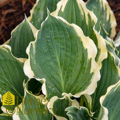 Hosta x Shadowland® 'Hope Springs Eternal'