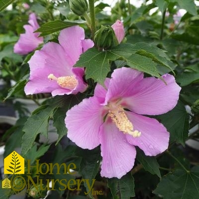 Hibiscus syriacus Pollypetite®