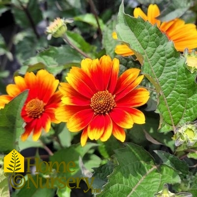 Heliopsis helianthoides 'Fire Twister'