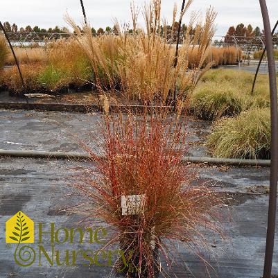 Miscanthus sinensis 'Adagio'