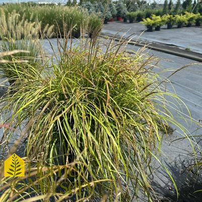 Miscanthus sinensis 'Little Miss'