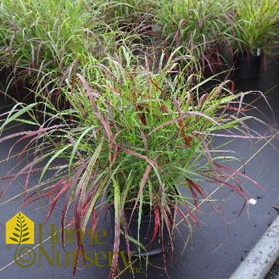 Panicum virgatum Ruby Ribbons™