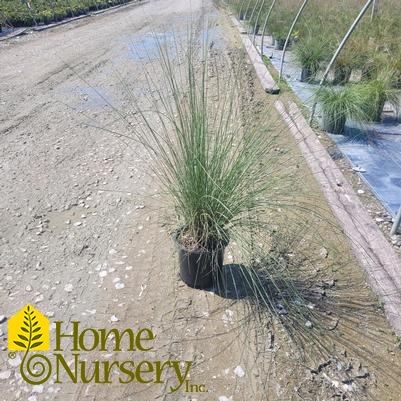 Muhlenbergia capillaris 