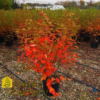 Amelanchier x grandiflora 'Autumn Brilliance'