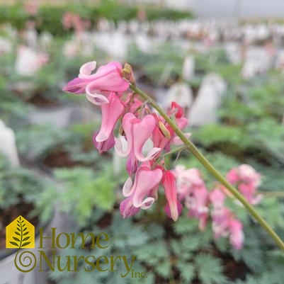 Dicentra x 'Pink Diamonds'