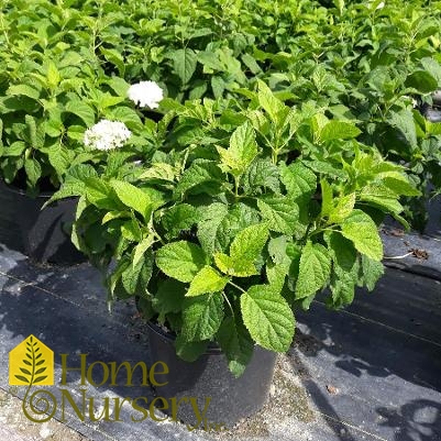 Hydrangea arborescens 'Annabelle'