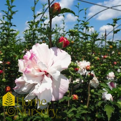 Hibiscus syriacus French Cabaret™Blush