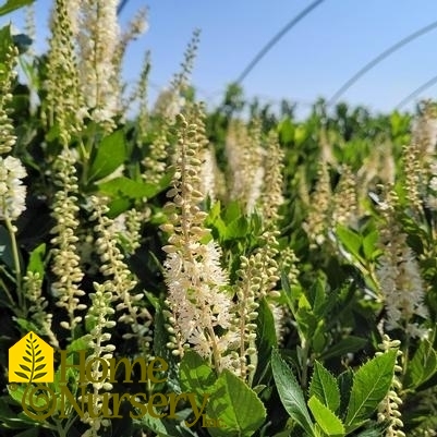 Clethra alnifolia 